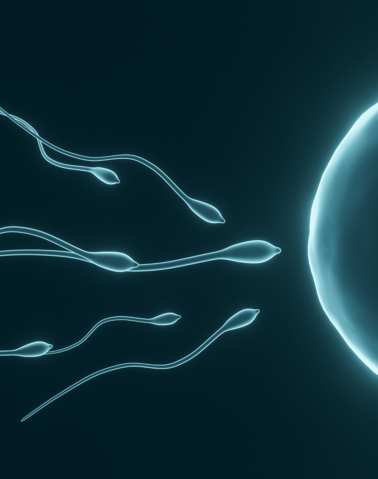Men's Fertility: Evidence-Based Nutrition Strategies to Start 3 Months Before You're Ready to Conceive
